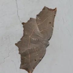 Pale Metanema Moth thumbnail 3