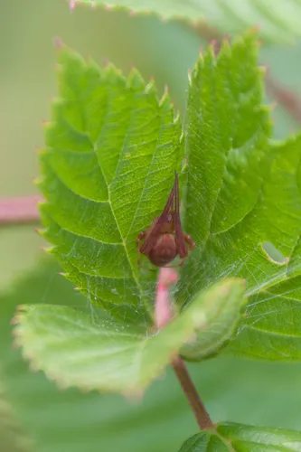 Difoliate Orbweaver