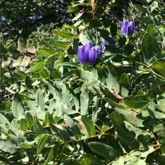 Narrowleaf Gentian thumbnail 4