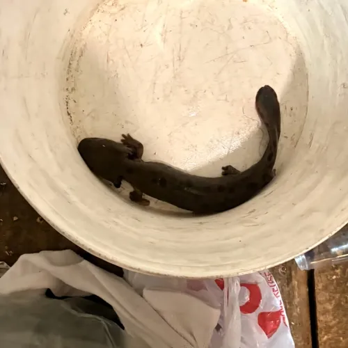 Common Mudpuppy