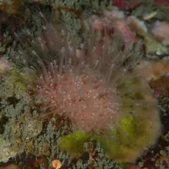Schuchertinia milleri thumbnail 3