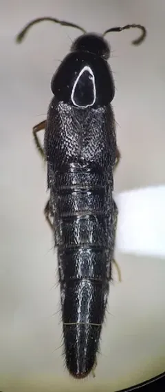 Stooping Rove Beetle thumbnail 2