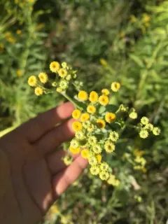Costmary thumbnail 4