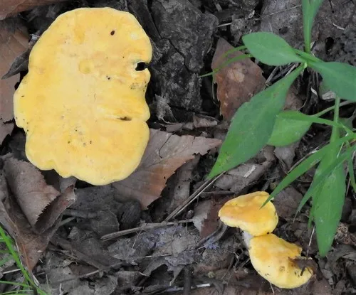 Cantharellus tenuithrix