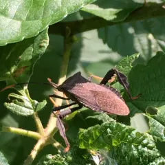Acanthocephala terminalis thumbnail 4