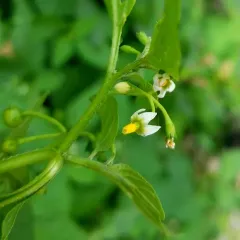 eastern black nightshade thumbnail 4