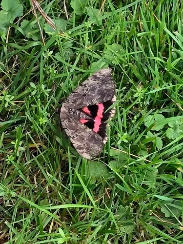 Catocala carissima