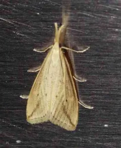 Long-beaked Donacaula Moth thumbnail 3