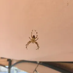 Cross Orbweaver thumbnail 3
