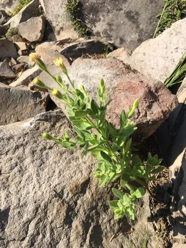 mount shasta arnica