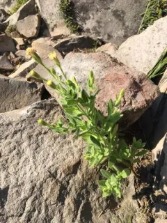 mount shasta arnica thumbnail 1