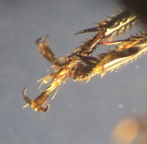 Anisodactylus melanopus