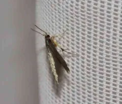 Stathmopoda aenea thumbnail 2