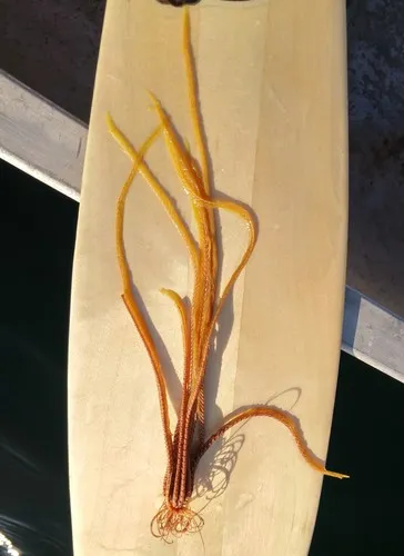 Common Northern Feather Star