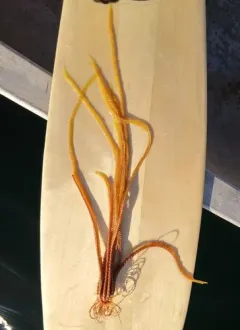 Common Northern Feather Star thumbnail 1