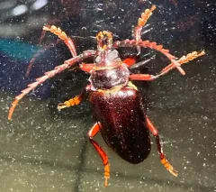 Tooth-necked Longhorn Beetle thumbnail 3