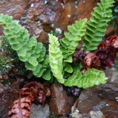 fragrant wood fern thumbnail 2