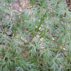 Jakutsk Snowparsley thumbnail 3