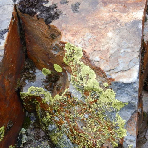 splash-paint cobblestone lichen