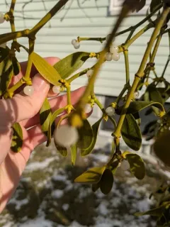 European mistletoe thumbnail 2