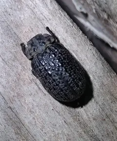 Omorgus punctatus thumbnail 1