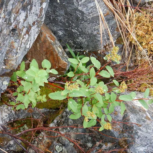 Steven's Spirea