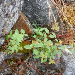 Steven's Spirea thumbnail 1