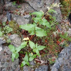 Alaska wild-rhubarb thumbnail 1