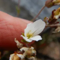 Arctic Stitchwort thumbnail 1