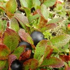 alpine bearberry thumbnail 4