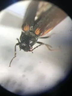 Estriate Click Beetle thumbnail 4