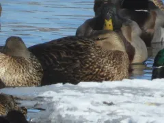 Mottled Duck thumbnail 3