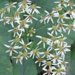 Schreber's Wood Aster thumbnail 3