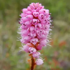 Meadow Bistort thumbnail 3