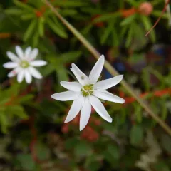 Longstalk starwort thumbnail 3