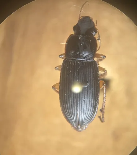 Harpalus erythropus