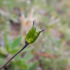 Larkspurleaf Monkshood thumbnail 3