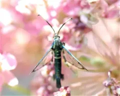 Synanthedon viburni thumbnail 3