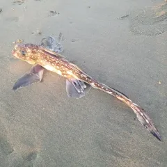 Spotted Ratfish thumbnail 4