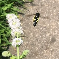 Four-banded Stink Bug Wasp thumbnail 2