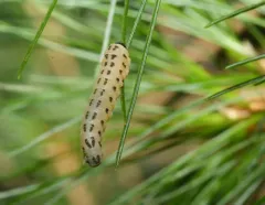 White Pine Sawfly thumbnail 4