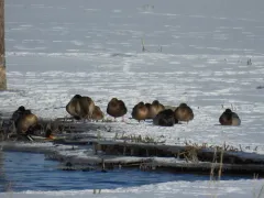 Mottled Duck thumbnail 1