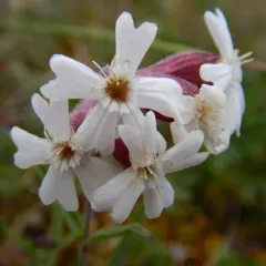 Creeping Catchfly thumbnail 3