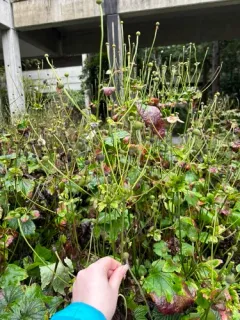 Japanese anemone thumbnail 3