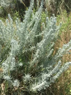 sand sagebrush thumbnail 3