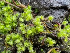 Common Frillwort thumbnail 2