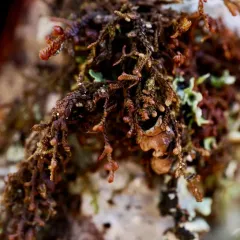 Hanging Millipede Liverwort thumbnail 2