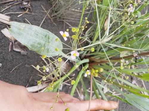 European Water-plantain