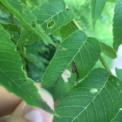 Stigmella juglandifoliella thumbnail 1