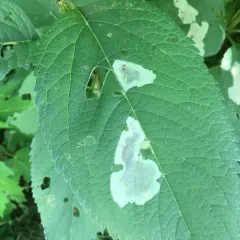 Calycomyza flavinotum thumbnail 3